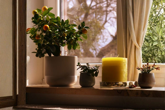 Why Citrus Candles Are Top Sellers in America..You will be Surprised
