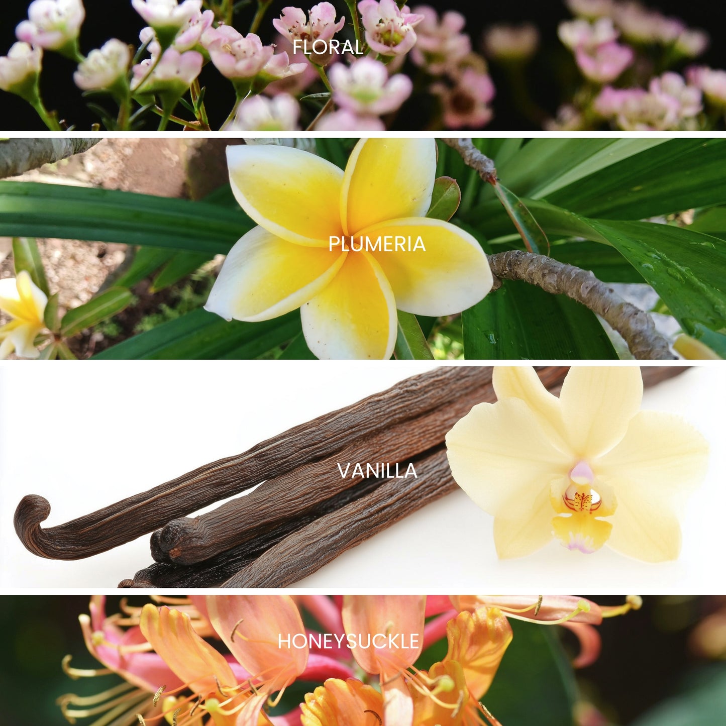 Collage of floral and vanilla images with labels for plumeria, vanilla beans, and honeysuckle.